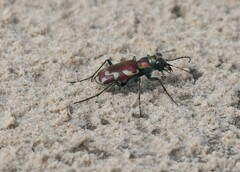 Cicindela fulgida