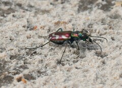 Cicindela fulgida