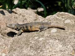 Ctenosaura pectinata