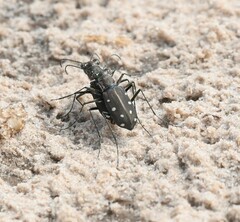 Cicindela ocellata rectilatera