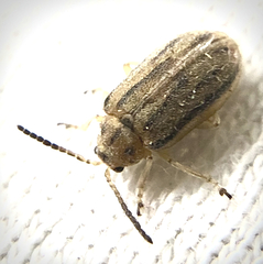 Ophraella communa