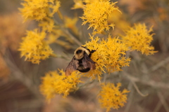 Bombus appositus