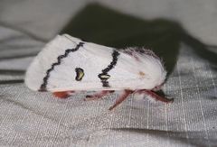 Hemileuca neumoegeni