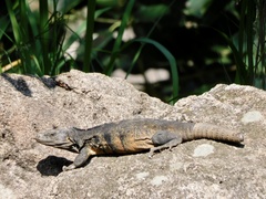 Ctenosaura pectinata