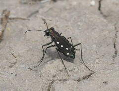 Cicindela ocellata rectilatera