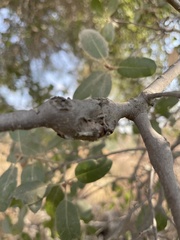 Callirhytis quercussuttoni