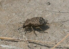 Pelecyphorus regularis