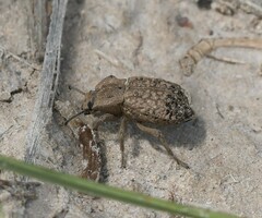 Pelecyphorus regularis