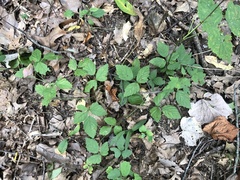 Rubus steelei