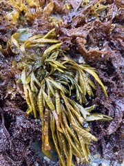 Pelvetiopsis limitata