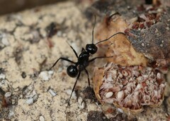 Polyrhachis australis