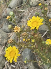 Grindelia