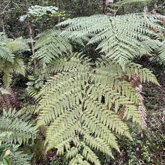 Lophosoria quadripinnata