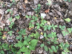 Rubus steelei