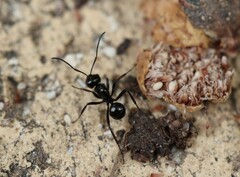 Polyrhachis australis