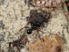 Polyrhachis australis