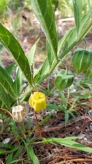 Physalis × elliottii