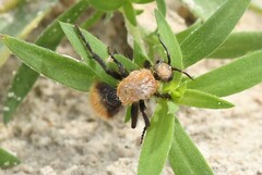 Dasymutilla bioculata