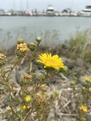 Grindelia