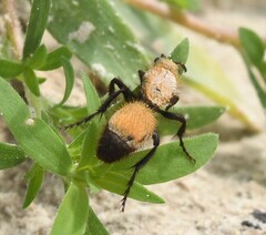 Dasymutilla bioculata
