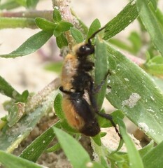 Dasymutilla bioculata