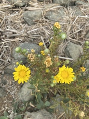 Grindelia