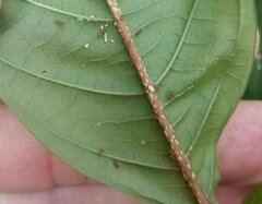 Wasmannia auropunctata