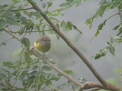 Cyclarhis gujanensis