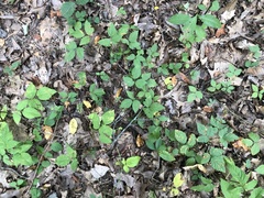 Rubus steelei