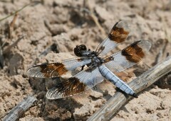 Plathemis subornata