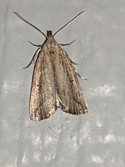 Macrochilo orciferalis