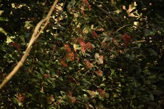 Physocarpus opulifolius