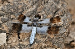 Plathemis subornata
