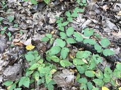 Rubus steelei