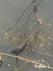 Lithobates clamitans