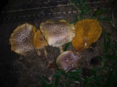 Gymnopilus palmicola
