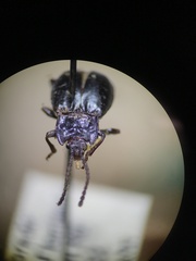 Endomychidae