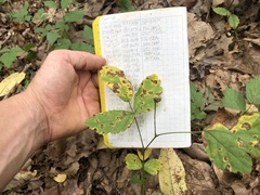 Rubus steelei