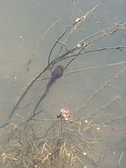 Lithobates clamitans