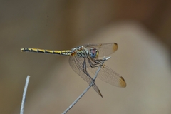 Trithemis arteriosa