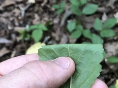 Rubus steelei