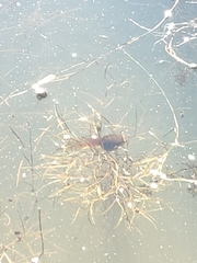 Lithobates clamitans