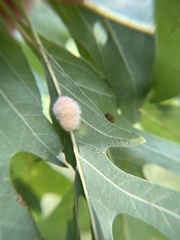Druon quercusflocci