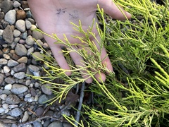 Chamaecyparis pisifera