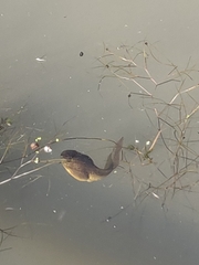 Lithobates clamitans