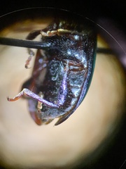 Endomychidae