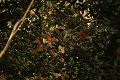 Physocarpus opulifolius