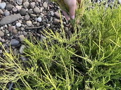 Chamaecyparis pisifera