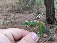 Commersonia dasyphylla