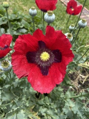 Papaver somniferum